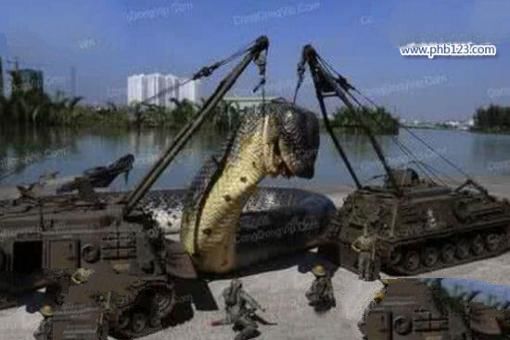 世界上最大的蛇是什么蛇，印尼巨蟒重达894斤(一口整吞活人)