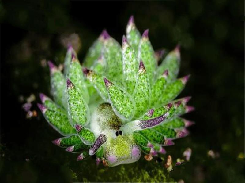 世界十大可爱生物 小熊猫上榜，海獭眼睛小到像没睡醒