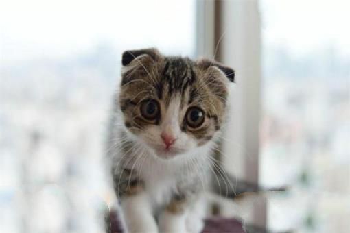 世界上最聪明的猫排行，高智商又粘人的猫主子们