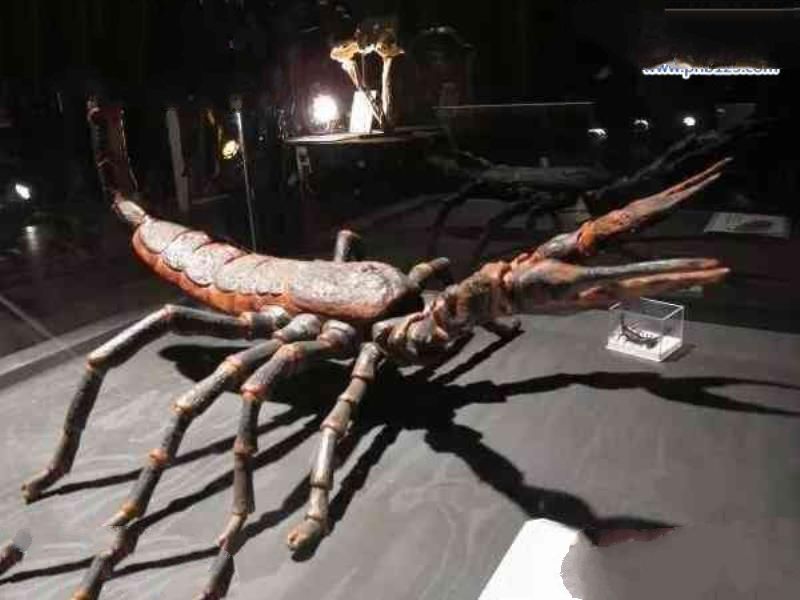 石炭纪十大恐怖生物 揭晓石炭纪生物大灭绝真相