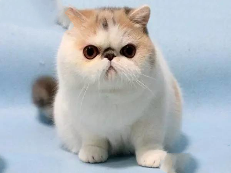 世界最贵的猫排行榜,阿什拉豹猫61万折耳猫英短最便宜