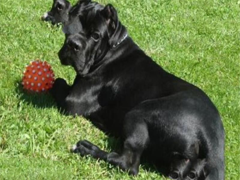 世界十大凶悍猛犬 高加索犬生存能力强，土佐斗犬被多国禁养
