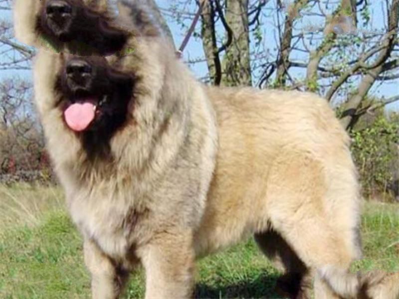 世界最凶的狗十大排行榜 加纳利犬每年致死率全球居前列