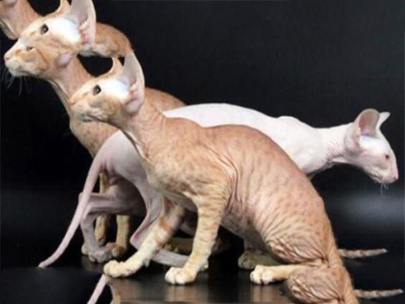 世界十大名猫排行榜 精灵猫全身无毛，第三眼神看着超无辜