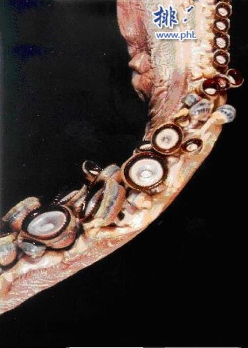 大王酸浆鱿是什么生物?世界上最大的乌贼(体重可达300公斤)