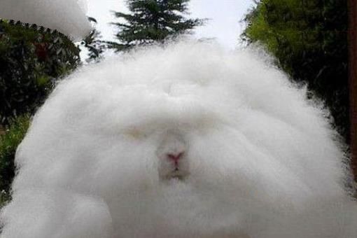 安哥拉兔(AngoraRabbit)