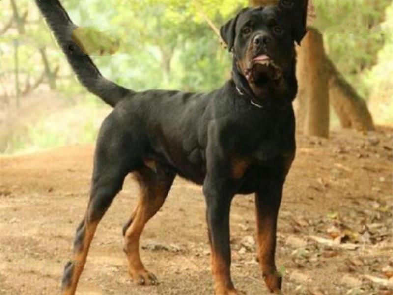 世界十大护卫犬 加纳利犬比藏獒还猛，第一养起来很贵