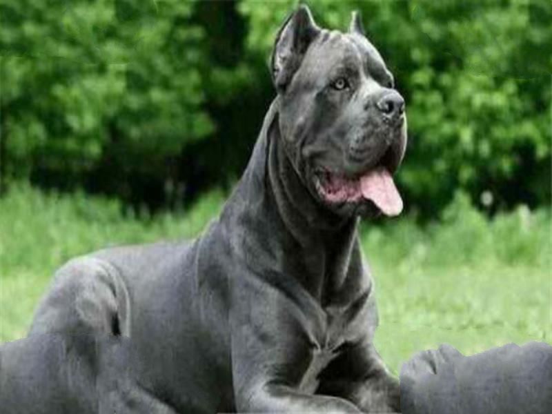 世界十大猛犬排名 杜高犬打得过野猪，你认识哪几种