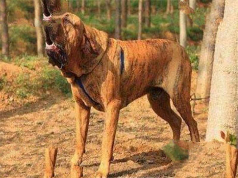 世界十大凶悍猛犬 高加索犬生存能力强，土佐斗犬被多国禁养