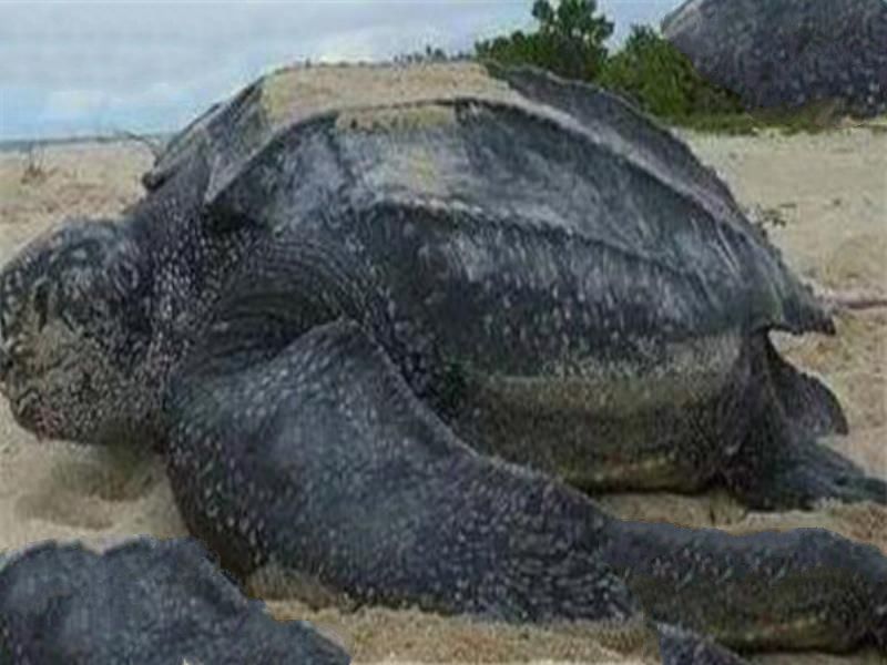 世界十大厉害龟 八角龟能让猎物血流不止,第五能把木船咬粉碎