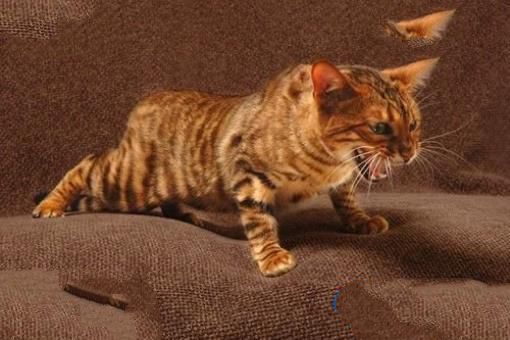 世界十大最名贵猫排行榜 最名贵猫介绍