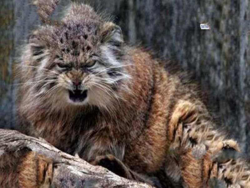 世界上最小的猫：新加坡猫，体重不超过2公斤