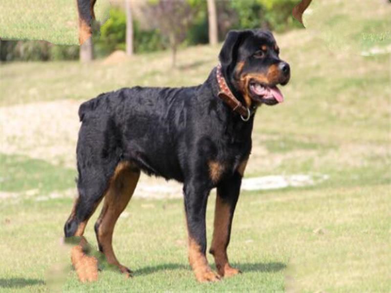 世界十大恶犬 加纳利犬致人死亡次数最多，第三竟然是国宝