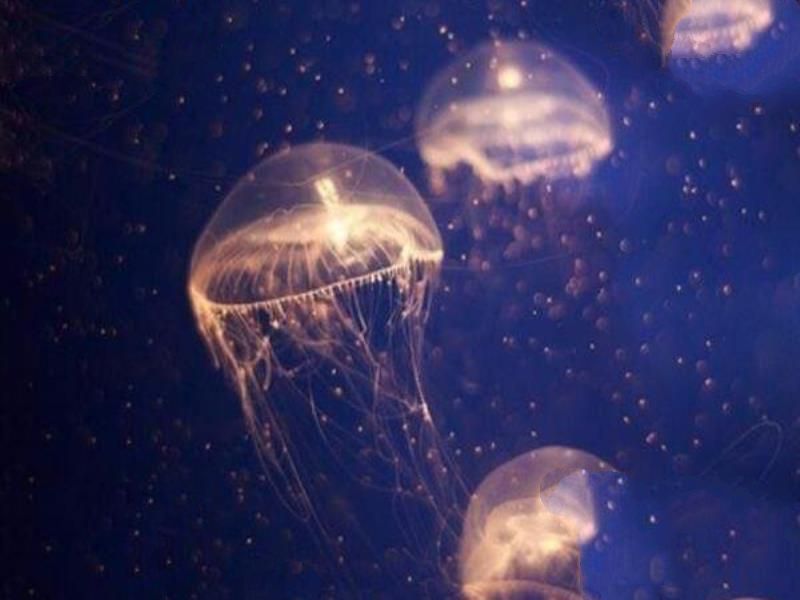 地球唯一不死的生物：灯塔水母不断的返老还童达到永生