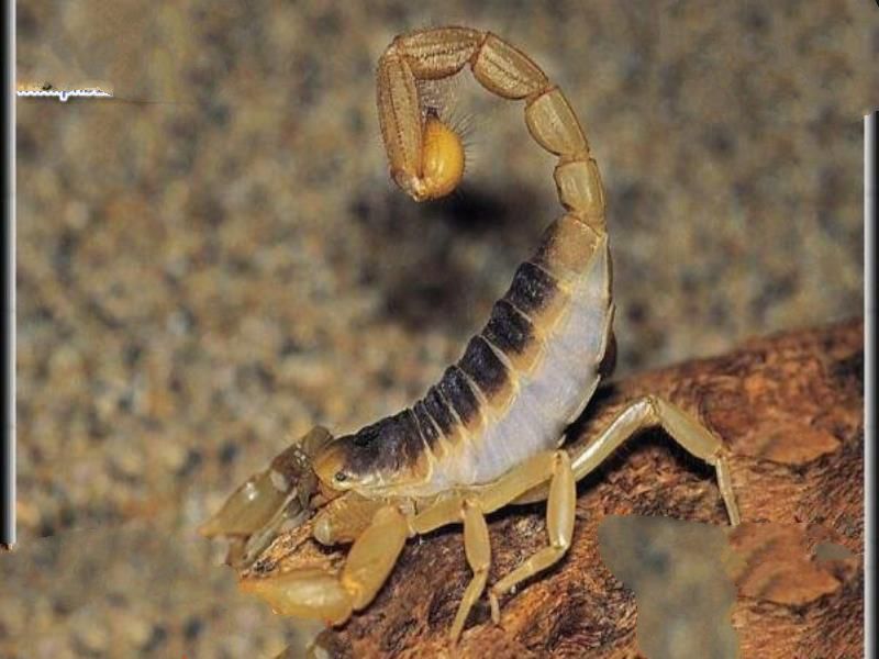 世界十大毒王排行榜 澳洲箱水母毒死人仅需30秒
