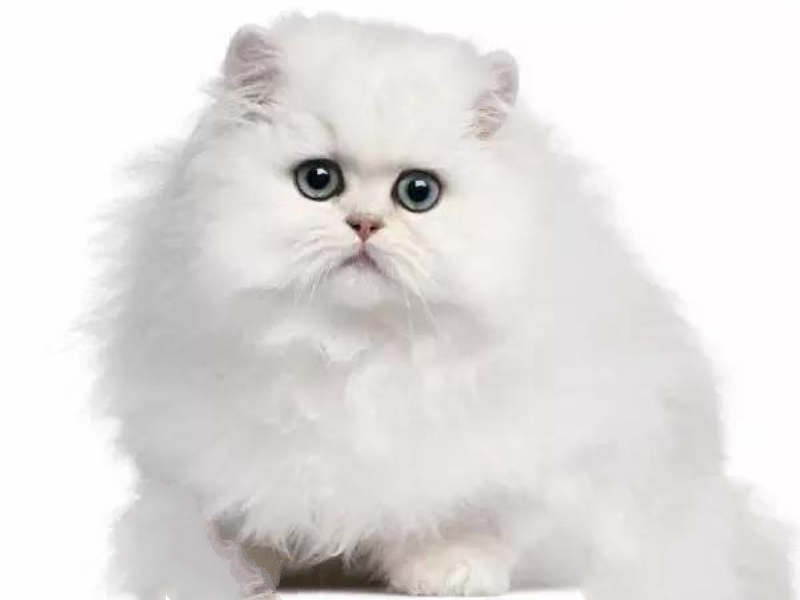 世界最贵的猫排行榜,阿什拉豹猫61万折耳猫英短最便宜