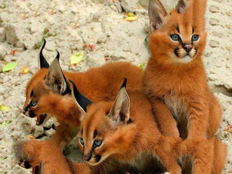 世界十大禁养猫科动物