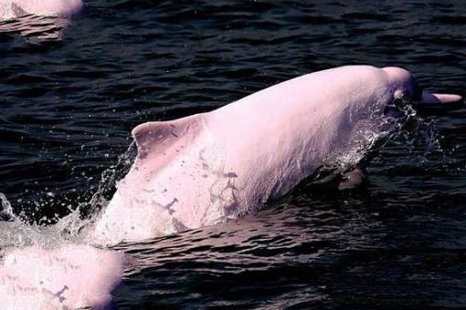 粉红瓶鼻海豚图片