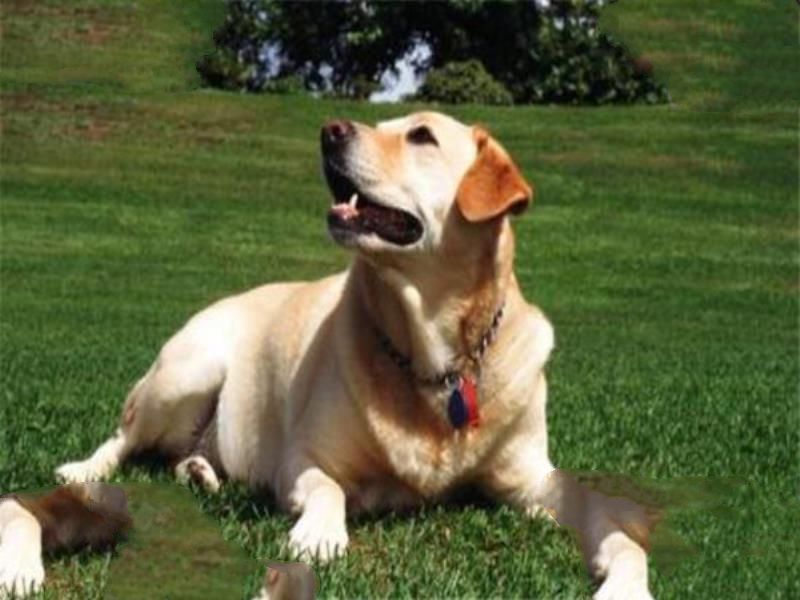 世界十大名犬 秋田犬感动了全世界，贵宾犬气质很高贵