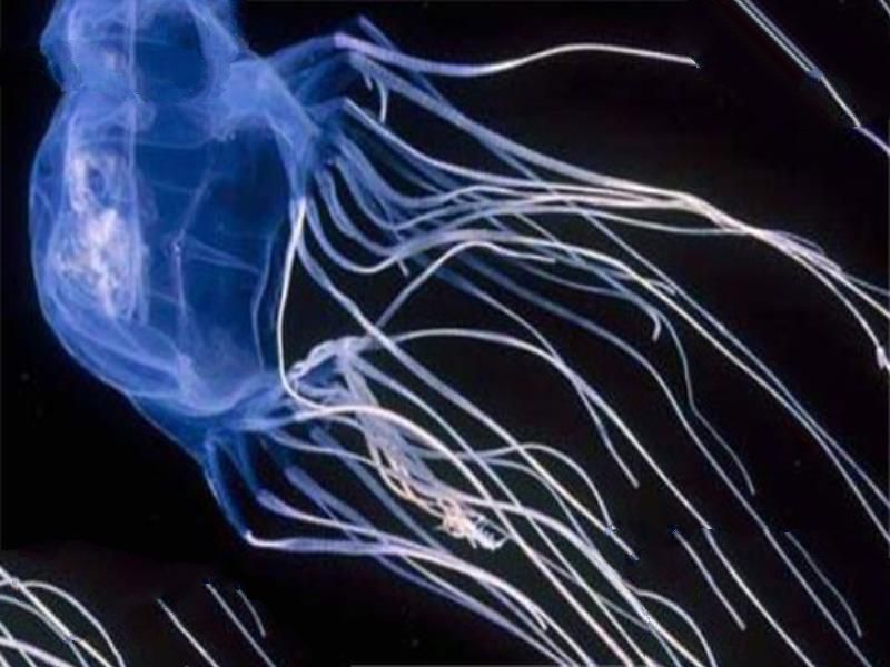 世界十大有毒生物 遇箱形水母必躲，黑曼巴蛇致死率100%