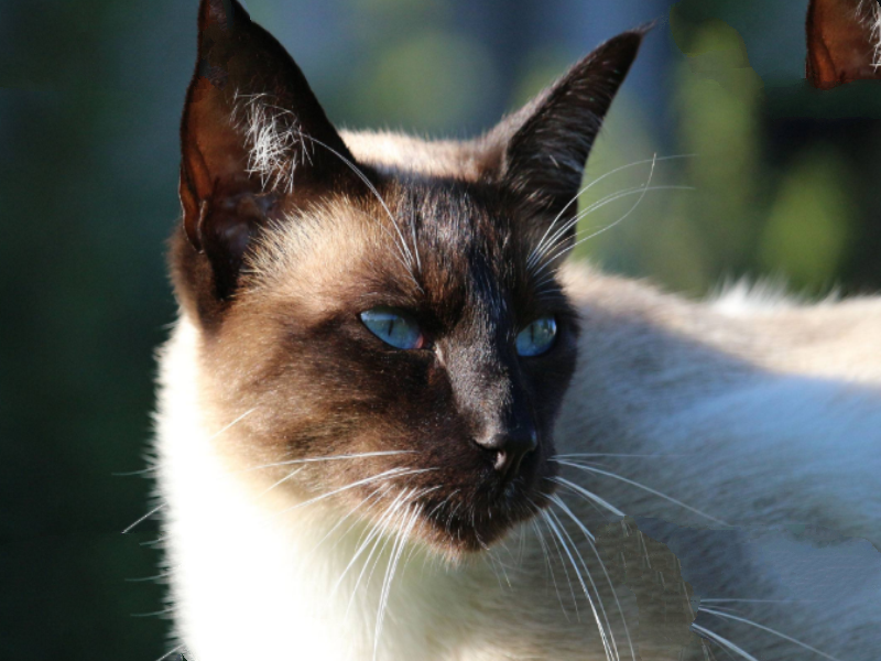 世界十大最漂亮的猫 优雅还是可爱，你喜欢哪种