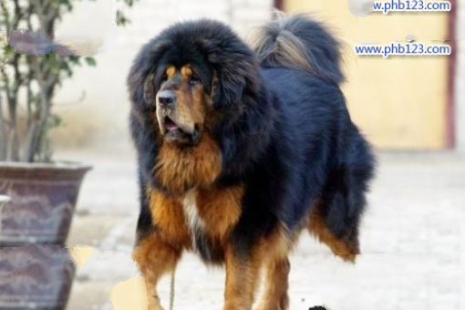 中国藏獒十大獒王排名，中国最有名的藏獒推荐