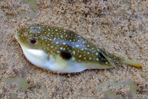 世界上最贵的毒药,河豚毒素1克200万(杀死金正男)