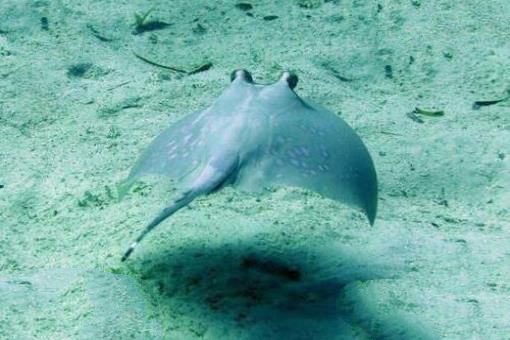 海洋十大毒物排行榜,这些深海最毒生物你都见过吗？