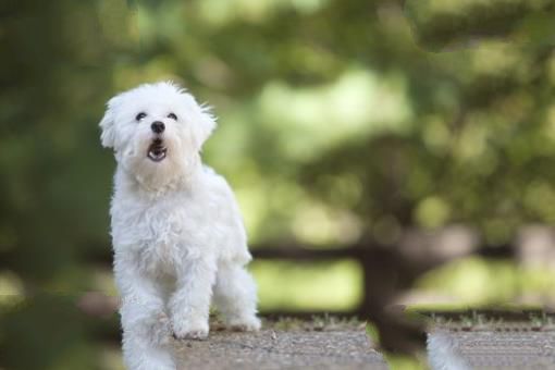 世界上最小的十大狗品种:约克犬可放口袋 吉娃娃最小