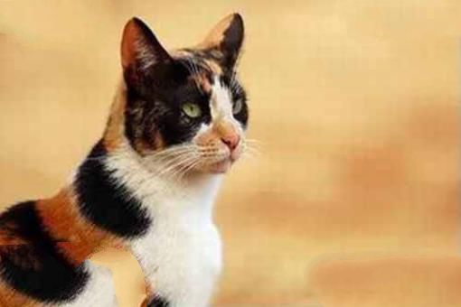 中国土猫有哪些品种？中国土猫品种排行榜