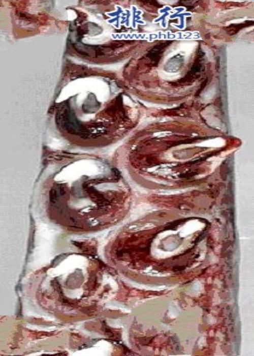 大王酸浆鱿是什么生物?世界上最大的乌贼(体重可达300公斤)