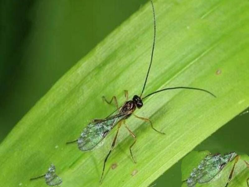杀不死的十大生物，面对核武器都鄙夷不屑