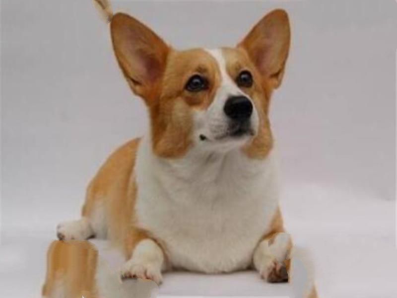 世界十大名犬智商排名 边境牧羊犬智商等同于八岁小孩