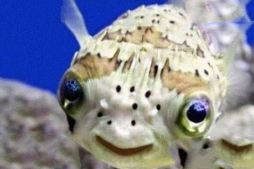 河豚(PufferFish)