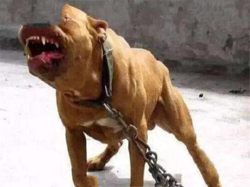 世界十大最凶悍猛犬 西藏獒犬上榜，比特犬异常凶猛