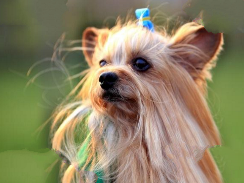 十大世界最可爱的狗排名 博美犬第一，萨摩耶上榜