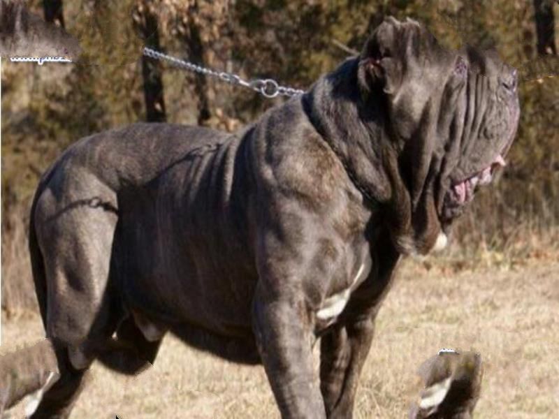 世界上最凶猛的狗排名,比特犬吊打藏獒称霸