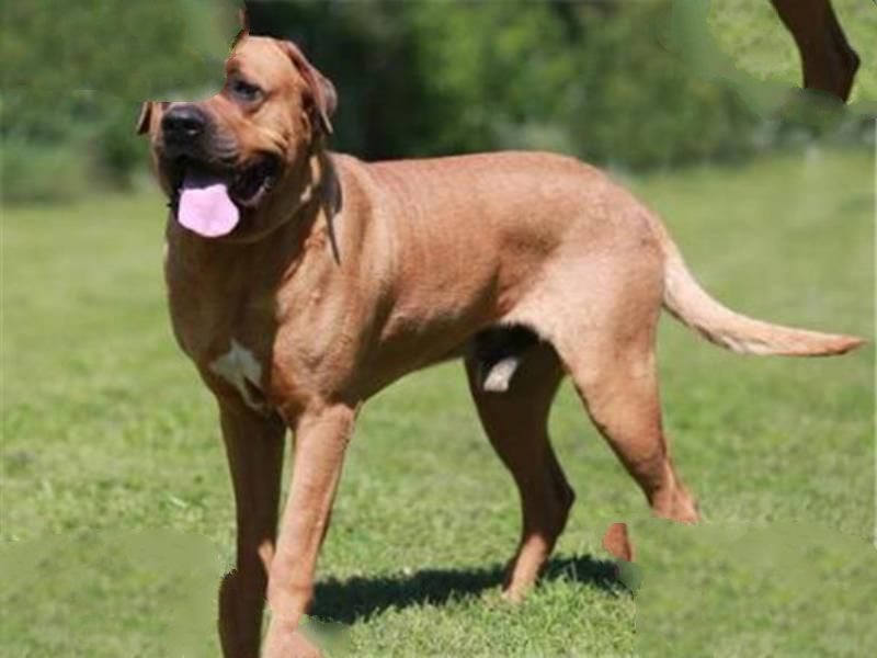 世界最凶的狗十大排行榜 加纳利犬每年致死率全球居前列