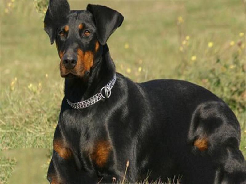 世界十大护卫犬 加纳利犬比藏獒还猛，第一养起来很贵