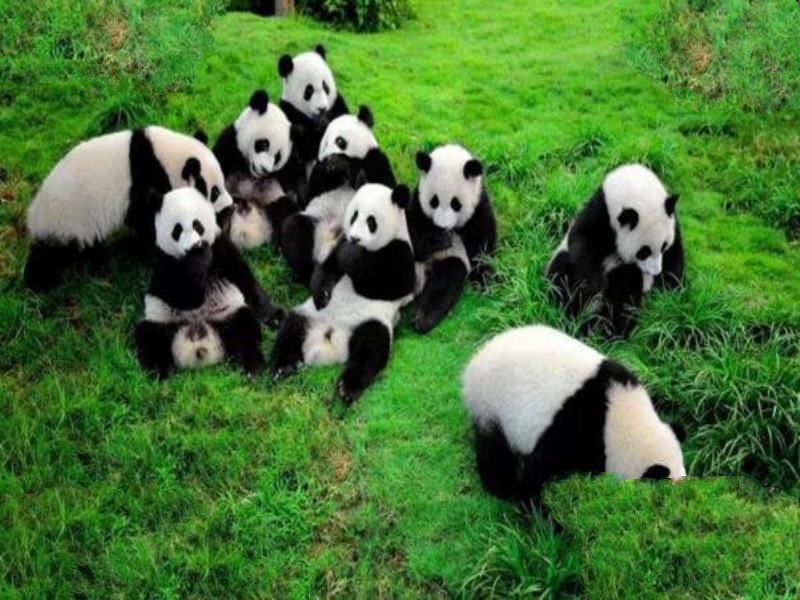 中国十大濒危动物排行榜 中国即将灭绝的动物