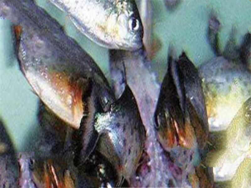 世界十大食肉动物 狼蛛能致人死，食人鱼咬是最凶猛的淡水鱼