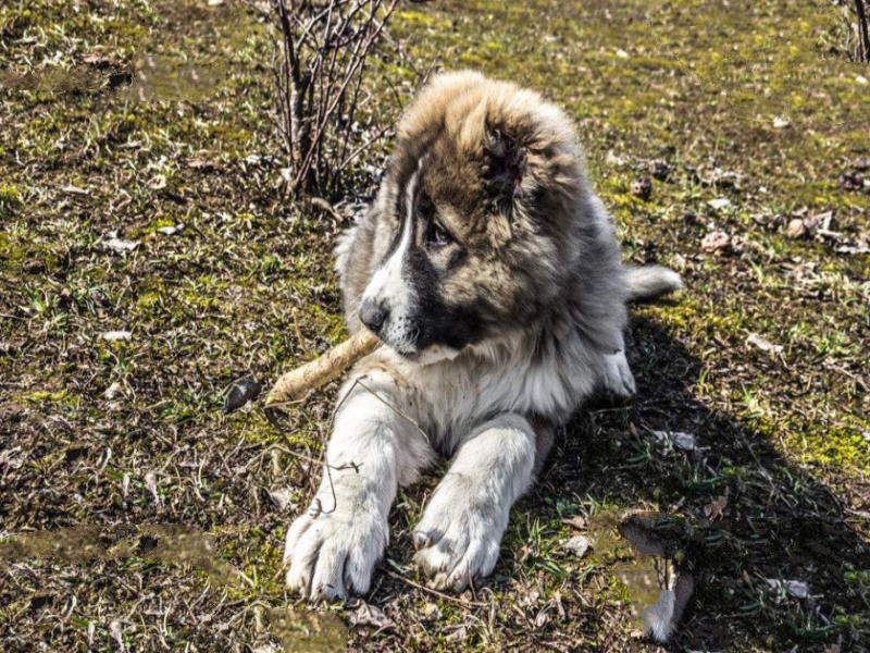 世界十大巨型犬:一只爪子就有足球大却性格温顺