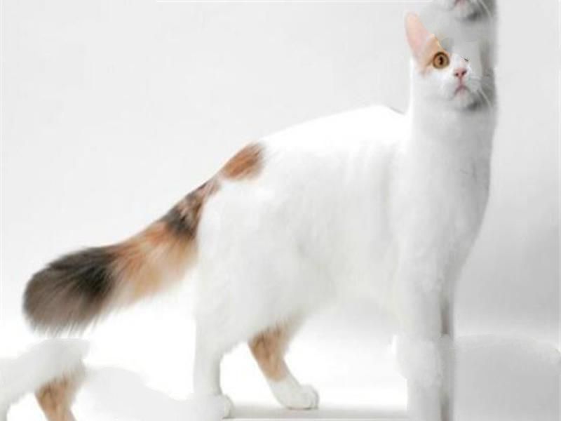 世界十大名猫排行榜 精灵猫全身无毛，第三眼神看着超无辜