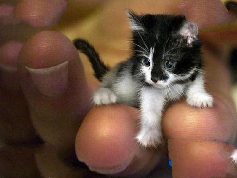 世界上最小的猫