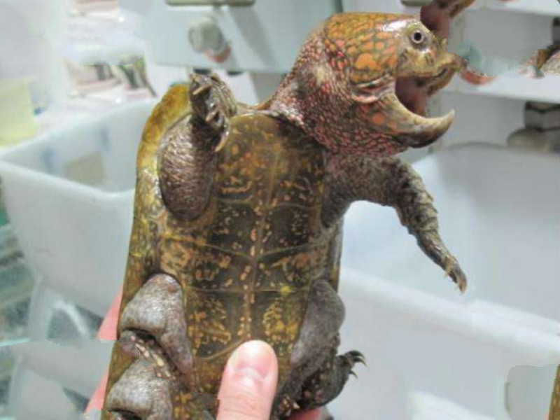 世界十大最凶猛的乌龟 棱皮海龟排第一，体重达900公斤