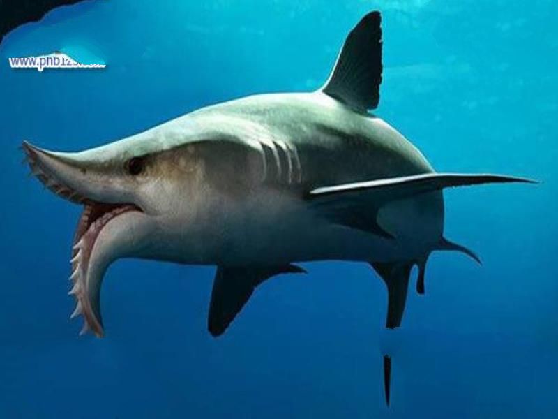 石炭纪十大恐怖生物 揭晓石炭纪生物大灭绝真相