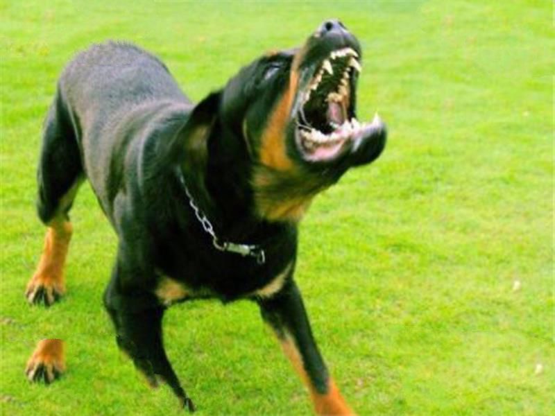 世界十大凶犬最新排名 第七被称为杀人犬，建议最好别养