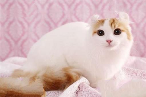 世界上最聪明的猫排行，高智商又粘人的猫主子们