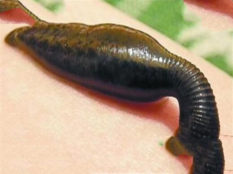 世界十大吸血鬼生物 壶夜蛾会反复叮咬，水蛭在乡村很常见