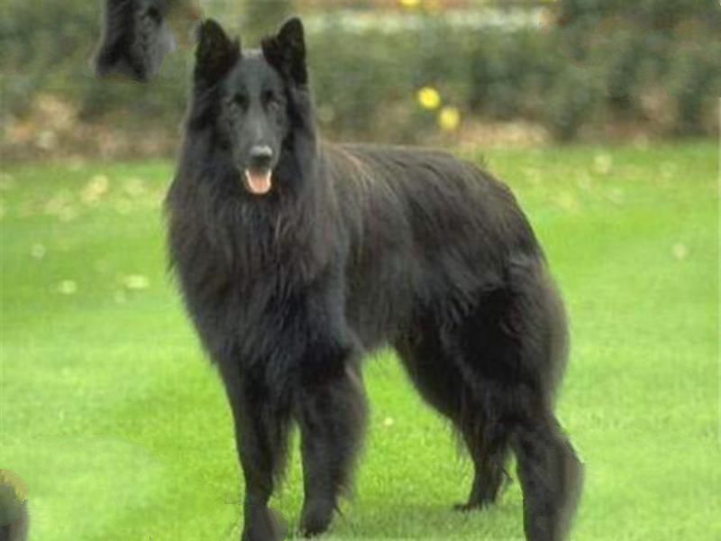 世界十大最凶猛的军犬 中国昆明犬上榜，个个凶猛无比